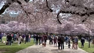 Cherry Blossoms at UW March 27 2022