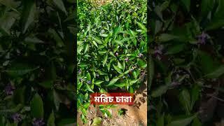 মরিচ গাছ ‍️ Chilli tree