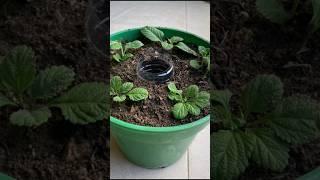 grow mint cuttings using banana peels #shorts #mint #bananapeel