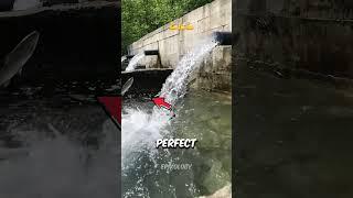 Salmon migration #shorts #science