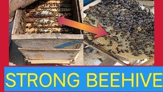 Strong beehive Cerana Indica bees/ Super install on beehive #honeysuckle #viral@Kashmiribeekeeper