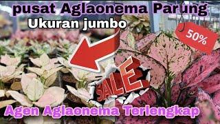 Pusat Aglaonema Parung ,Agen Aglaonema Terlengkap ‼️"special banyak discount eps.1.994