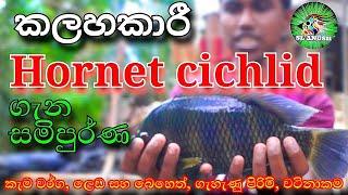 Hornet cichlid | fish care in sinhala | Fish farm in sri lanka | SL ANUSH | fish video