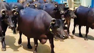 ORIGINAL 100+ Banni Buffalo No 1 breeder कुवारका डेयरी फार्म Ranasan खूबसूरत देखभाल #ahemdabad