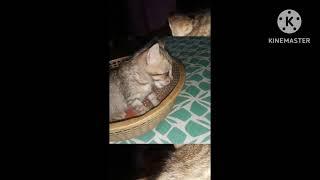 #kitten # cat # shorts# youtube shorts#