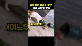 잃어버린 새끼를 찾은 엄마 고양이 반응