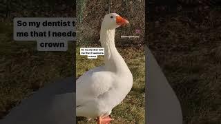 Honk the Pilgrim Goose visits the dentist