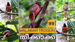 Malabar Trogon (Harpactes fasciatus)  തീക്കാക്ക  Birds of Kerala’s Western Ghats