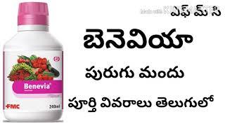 BENEVIA INSECTICIDE FULL DETAILS IN TELUGU by https://www.youtube.com/c/innovativefarmingtelugu