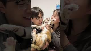 大家都吃饺子了吗！ 都是什么馅儿的呀～彩狸 猫猫我也要过年啦 吃饺子