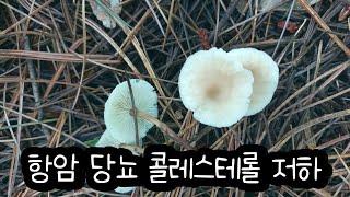 식용 잡버섯 무더기 발생