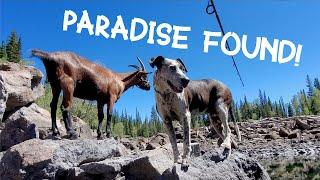 Wilderness Paradise! Backpacking & Wild Camping With My Menagerie Of Pack Goats & Dogs Trout Fishing