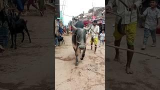 Big cow||gabtali gorur haat ||the cow world|| cow price ||America Brahman cow||#cow||#cow_cattle