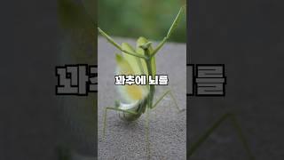 사마귀가 꽈추에 뇌를 지배당하는 과정