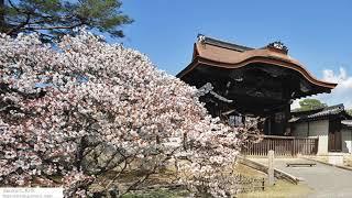 2025 Popular Cherry Blossoms Spots in Japan   The most popular Sakura spots!