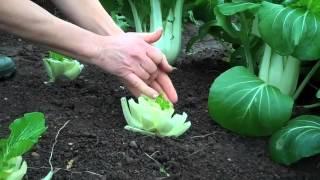 Cut-and-come-again harvesting pak choi