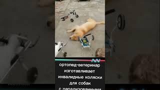 прогулочный самокат для парализованных собак