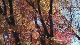 Fall Trees and Relaxing Music 4