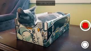 CATBOX - The purrfect box for your cat...and you!