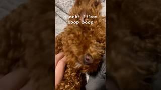 Moochi likes boop boop #puppyvideos #puppylove #puppylife #poodlelover