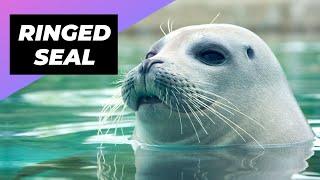 Ringed Seal  The Cutest Seal Species Of The Arctic #shorts