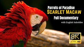 Parrots of Paradise :The Captivating Scarlet Macaw Journey Full Documentary with #macaw #macawbird