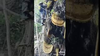 단백질, 미네랄, 방향성 물질, 아미노산, 비타민 B1, B2 티코틴산, E, 비오틴, 엽산