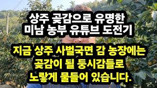 상주 곶감이 될 둥시감이 상주시 사벌국면에 있는 농장을 노랗게 물들이다. #상주 곶감으로 유명한 미남농부 #유튜브 도전기