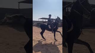 Saudi Arab️ #horse #arabianhorserider #equestrian #arabianstallion #arabianhorse #horsefan