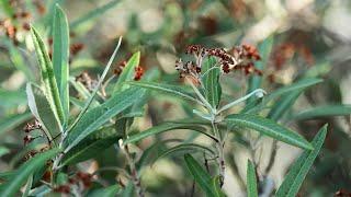 Desert Plants: Arizona Rosewood