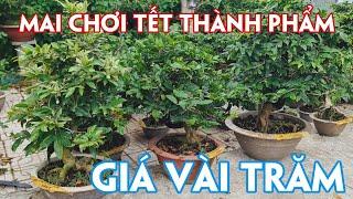 10/10. 15 Mã Số Mai Thành Phẩm Chơi Tết Giá Bình Dân.Trang 0359910781