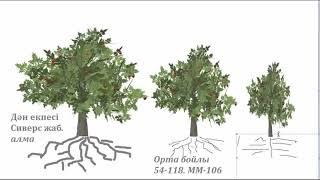 Жеміс ағаштарының өсу деңгейі және тамыр жүйесі. /Силы роста и корневая система плодовых деревьев/