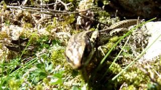 Common Lizard - Ilkley Moor