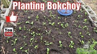 Planting Bokchoy#gardening #vegetables #health #healthylifestyle #healthyfood #garden #nature