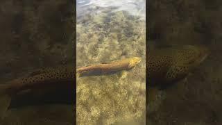 Freestone brown trout are my favorite trout. This one here is a 23.5” male. #trout #browntrout