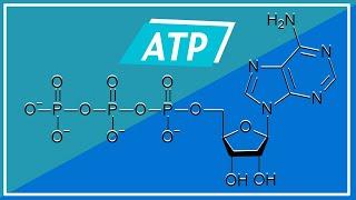 BIOENERGETICA: Adenosina Trifosfato (Struttura e Funzioni) | Pillole di Scienza