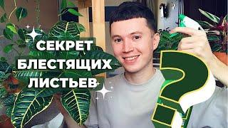 Как и Чем мыть Комнатные Растения? » Душ для Растений