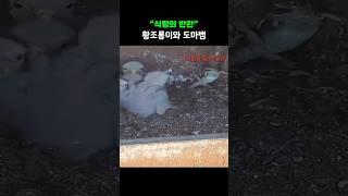 식량의 반란, 황조롱이와 도마뱀
