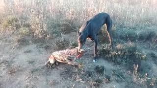 Doberman hunting fox ... Huge dangerous giant dog