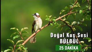 Doğal Kuş Sesi | RAHATLATICI TERAPİ (25dk.)