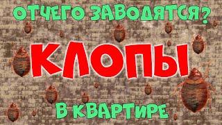 Откуда клопы в квартире Как вывести клопов? Обработка: дезинсекция и дезинфекция