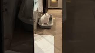 А у котов все стабильно. Люблю стабильность  | Зубарев #кот #shorts