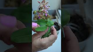 Removing a Baby Orchid from my most Beautiful Phalaenopsis ️ #keiki #babyorchid