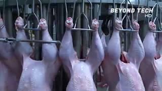 EXTREMELY GRAPHIC: Modern Turkey Processing Plant