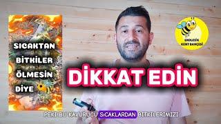 KAVURUCU SICAKLARDAN BİTKİLERİ KORUMANIN EN ETKİLİ YOLU