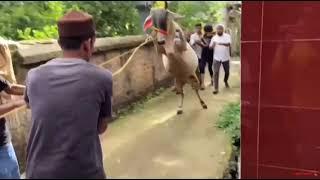 DANGEROUS COW HANDLED BY AZHAR COW FAN U CAN WATCH MORE OF IT IN SHORTS