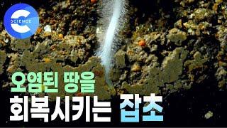 중금속으로 오염된 땅도 문제없다! | 놀라운 잡초의 복원 능력 | 지구상에 꼭 필요한 식물 | 잡초 | 땅 | 흙 | 다큐프라임