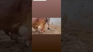 A SUPERIOR UDDER OF SAHIWAL..