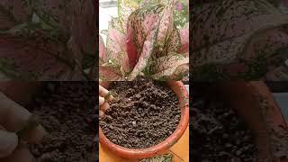 propagation of ornamental plants by leaves #gardening #garden #plants