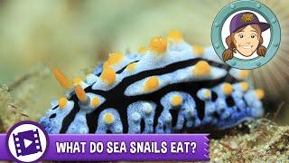 Ask Tierney - What do sea snails eat?